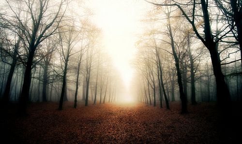 Heilooërbos in de mist.