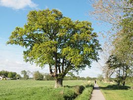 Tree in meadow