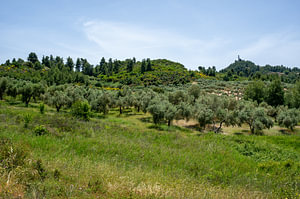 Olivenbaumplantage in einer griechisch-mediterranen Landschaft
