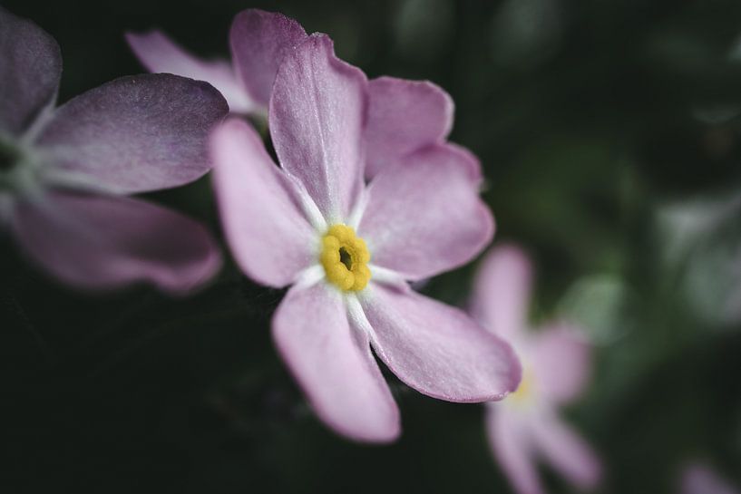 Blume im Detail von Jan