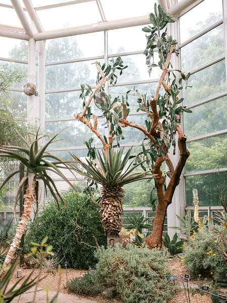Botanische tuin Brooklyn van Raisa Zwart Reisfotografie Prints
