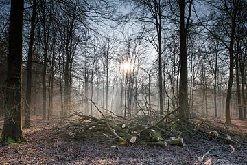 Drenthe, Forest, Pays-Bas sur Johanna Blankenstein