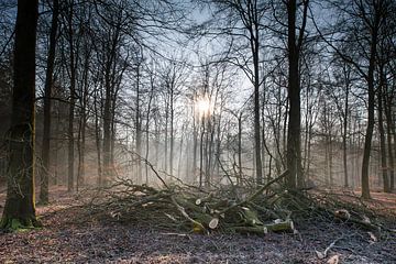 Drenthe, Forest, Pays-Bas