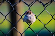 Vogel im Zaun von Robert Fridzema Miniaturansicht