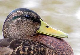 Eend (vrouwtje) von richard de bruyn