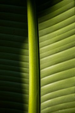 Groen palmblad van Niek Traas