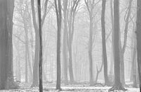 Mistige ochtend op landgoed Clingendael