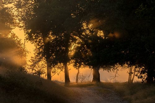 Het begin van een zonnige warme dag in de bossen