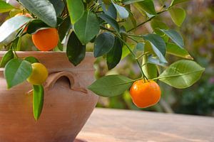 Zomercitrus