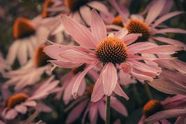 Ein Sommermärchen von Jonas Röjestål