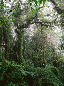 La forêt nuageuse de Monteverde | Photographie de voyage botanique Costa Rica