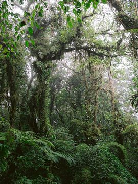 La forêt nuageuse de Monteverde | Photographie de voyage botanique Costa Rica sur Raisa Zwart