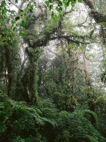 The cloud forest of Monteverde | Botanical travel photography Costa Rica by Raisa Zwart