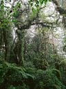 La forêt nuageuse de Monteverde | Photographie de voyage botanique Costa Rica par Raisa Zwart Aperçu