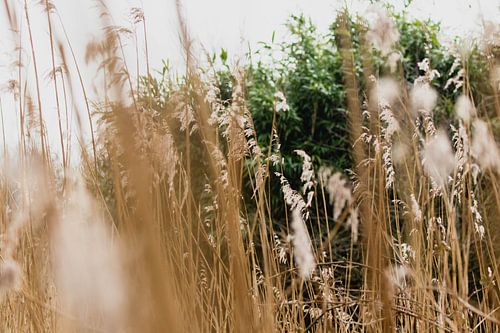 Duingrassen in het Westduinpark in Scheveningen