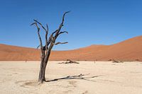 Deadvlei, skeletten van bomen in een desolaat duinenlandschap
