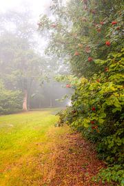 Fog in the Slochterbos by Alexander van der Molen