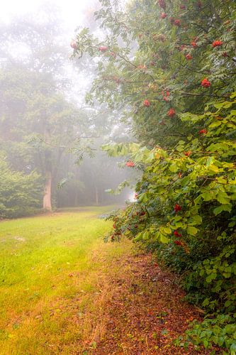 Nebel im Slochterbos