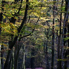 Een bospad door een herfstachtige beukenbos van Gerard de Zwaan