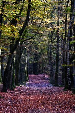 A forest path through an autumnal beech forest