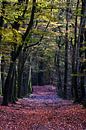 Ein Waldweg durch einen herbstlichen Buchenwald von Gerard de Zwaan Miniaturansicht