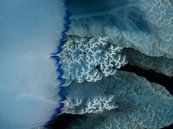 Sea mushroom in Grevelingenmeer by René Weterings thumbnail