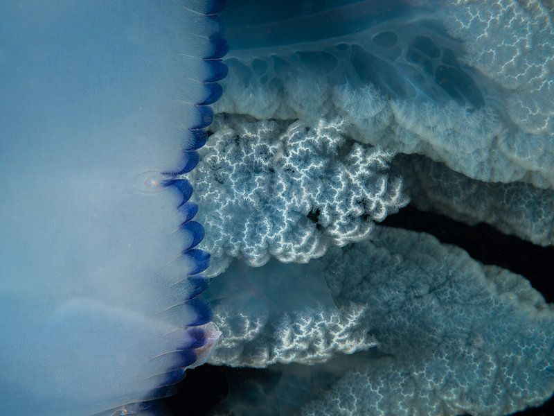 Sea mushroom in Grevelingenmeer by René Weterings
