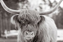 Scottish Highlander cattle in the snow during in a forest by Sjoerd van der Wal Photography