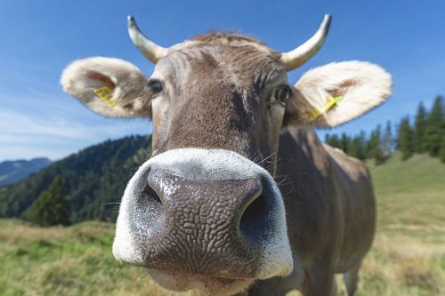 Curiosity in the Allgäu by Walter G. Allgöwer