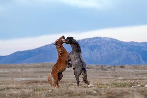 Junghengste kämpfen