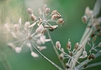 Close-up in de natuur