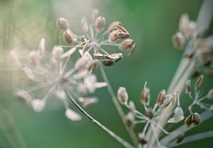 Close-up in de natuur