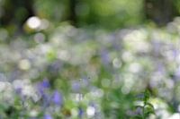 The blue forest of Halle