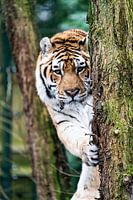 Tijger