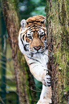 Tiger von Mark Damhuis