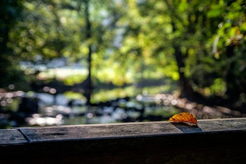 First autumn leave has fallen