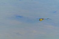 In a lake a frog swims calmly with its head out of the water by Matthias Korn thumbnail