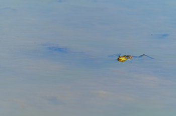 In a lake a frog swims calmly with its head out of the water