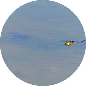 In een meer zwemt een kikker rustig met zijn kop uit het water van Matthias Korn