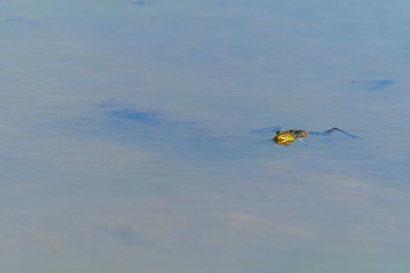Dans un lac, une grenouille nage tranquillement la tête hors de l'eau par Matthias Korn