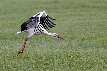 Cigogne au décollage