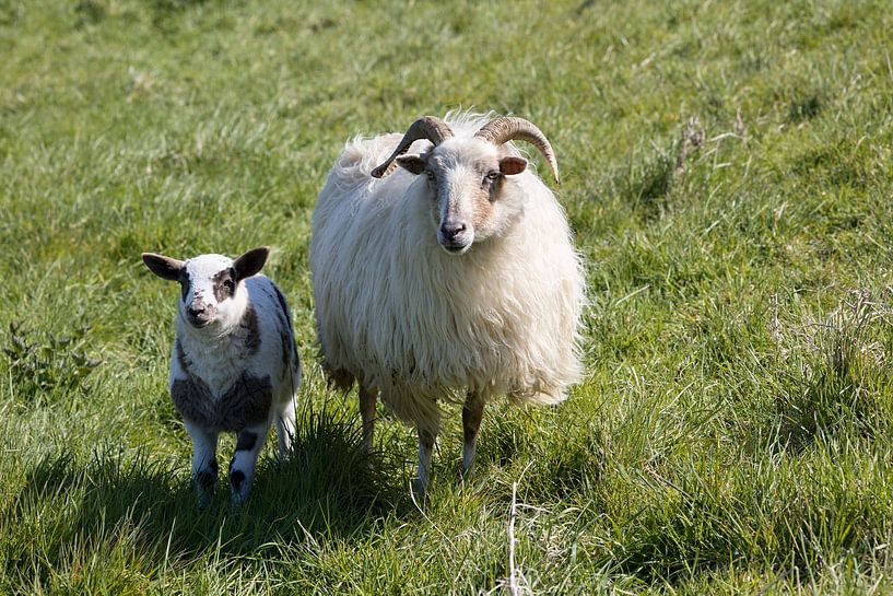 a mother sheep with lamb by W J Kok