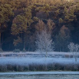 De kleine bomen blijven sterk staan van Tom Vogels