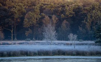 De kleine bomen blijven sterk staan