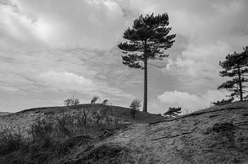 Corsicaanse dennen in de Kennemerduinen van Peter Bartelings