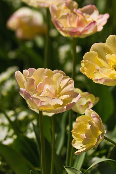 Light yellow tulips by Anja B. Schäfer