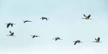 Kraanvogels vliegend in een zonsondergang tijdens de herfst