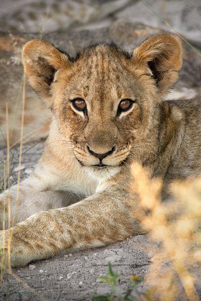 Portrait of a lion ( lion cub ) in nature by Chi