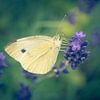 Kleine kool wit op lavendel van Steffen Peters