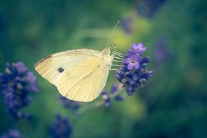 Petit chou blanc sur lavande